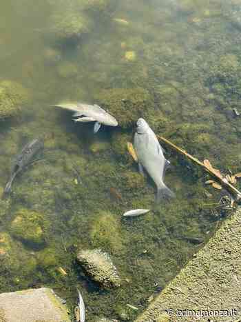 Improvvisa moria di pesci al Laghetto di Giussano - Prima Monza