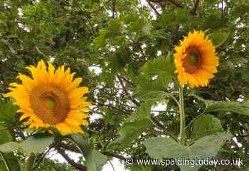 Delight for Mary (99) at 9ft sunflower - Spalding Today
