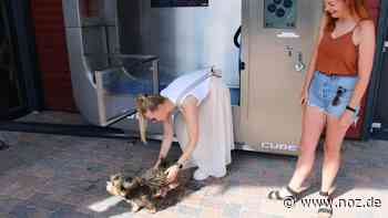 Wenn der Hund im Urlaub dreckig ist: „Dogwash“ – die kuriose Waschanlage im Emsland-Camp bei Haren im Test - NOZ