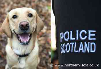 Concerns raised amid reports of attempted dog thefts in Elgin - Northern Scot