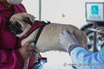 Pets: com 150 vagas semanais, vacina antirrábica ainda está disponível em Barueri - Giro S/A