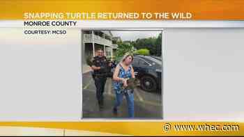MCSO helps snapping turtle return to the wild