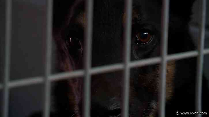 Smoke Rider Fire near Dripping Springs displaces shelter animals