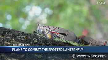 Plans to combat the Spotted Lanternfly