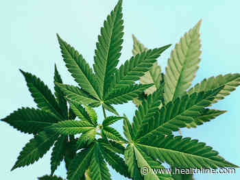 Delta-8 THC: Experts Warn That Not All Cannabis Alternatives Are Safe - Healthline