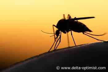 Letters: Mosquitos are bad in this Tsawwassen park - Delta Optimist