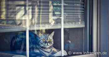 Coburg: Katze in Fenster eingeklemmt - Polizei mit ungewöhnlichem Einsatz