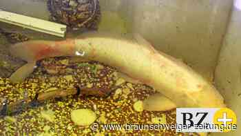 Braunschweiger Tierheim: Anwohner holen Koi aus Löschteich