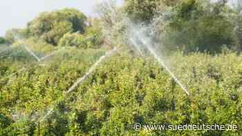 Agrar - Jork - Gute Apfelernte im Alten Land erwartet - Wirtschaft - SZ.de - Süddeutsche Zeitung - SZ.de