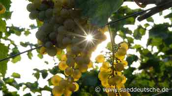 Agrar - Freyburg (Unstrut) - Winzer öffnen Weinkeller und Weinberge - Wirtschaft - SZ.de - Süddeutsche Zeitung - SZ.de