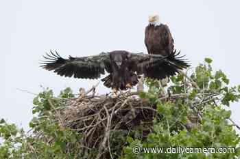 Guest opinion: Dana Bove: Trail opening will disturb eagles on County Open Space - Boulder Daily Camera
