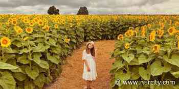 This 1-Km Trail Near Toronto Takes You On A Golden Journey Through Thousands Of Sunflowers - Narcity Canada