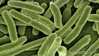 Genetic Evidence of Typhoid and Plague Causing Pathogens Found in DNA of Ancient Civilisations