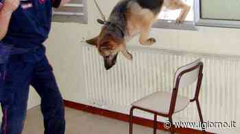 Progetti anti-spaccio davanti alle scuole Mortara incassa i fondi - IL GIORNO