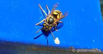 Wasp numbers on the rise in Regina - Global News