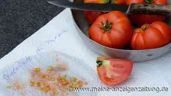 Samen aus Tomaten gewinnen: Die Gallertmasse muss nicht weg