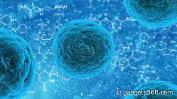 Life-Saving Stem Cells Can Be Regrown in Damaged Umbilical Cord, Claims Study