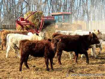 Mixing feeds an important tool for feeding cattle - CochraneNow.com