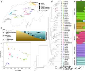 Genomic architecture of adaptive radiation and hybridization in Alpine whitefish - Nature.com