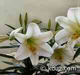 Mackenzie Buckentine - KDUZ/KARP Radio