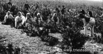 La storia del Bosco Bazzoni: come il Carso sopravvisse al fuoco - Trieste News