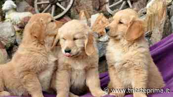 Tre dolci cuccioli cercano famiglia a Trieste: le storie di Floky, Brandon e Jasper - TriestePrima