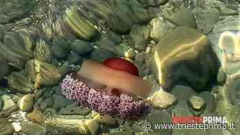 Delle rare meduse danzano nel Golfo di Trieste - TriestePrima