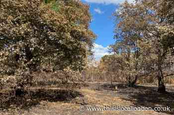 Longleigh Lane Bexleyheath: Aftermath of grass fire