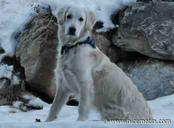 Aidez cette famille à retrouver Sky, golden retriever effrayée par le tonnerre et introuvable depuis ce vendredi
