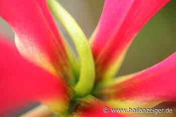 Landesgartenschau 2027 findet in der Lutherstadt Wittenberg statt - H@llAnzeiger