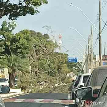 Árvore cai na Avenida Edilson Lamartine Mendes, em Uberaba - Globo.com