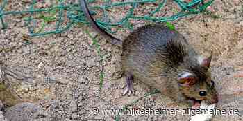 Ärger um Rattenplage in Moritzberg: Stadt Hildesheim warnt vor Schädlingen - www.hildesheimer-allgemeine.de
