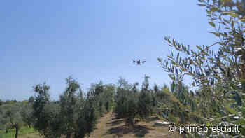 Droni come difesa delle coltivazioni, sul Garda il primo test - Prima Brescia
