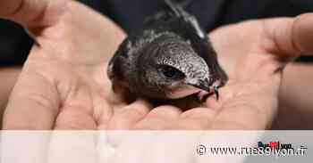 Nos articles sur les animaux de Lyon à (re)lire cet été - Rue89Lyon