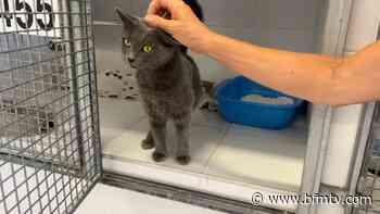 "Une période critique": la SPA de Lyon confrontée à de nombreux abandons d'animaux cet été - BFMTV