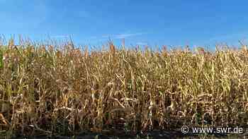 Hitze und Trockenheit machen Landwirten rund um Mannheim Probleme - SWR Aktuell