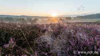 Die Lüneburger Heide blüht - Saison zieht Besucher an - NDR.de