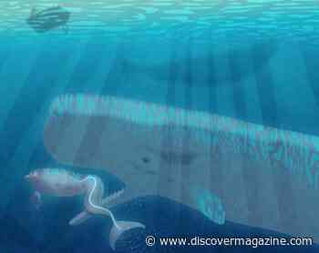 Why Did These Sperm Whales Adopt a Disfigured Dolphin?