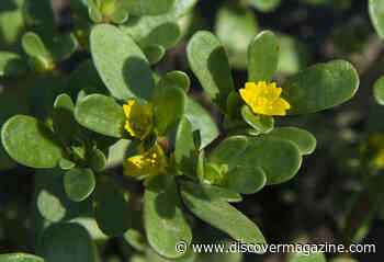 This Common 'Super Plant’ Could Inspire Drought-Resistant Crops