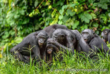 Bonobos Act Like Babies After Fights