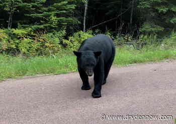 10-year-old injured after bear attack - DrydenNow.com