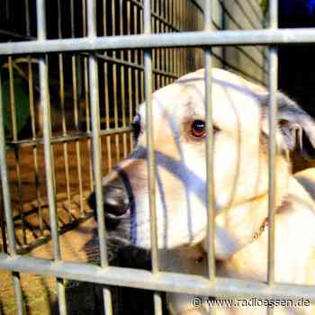 Tierarztbesuche in Essen werden bald teurer - Radio Essen