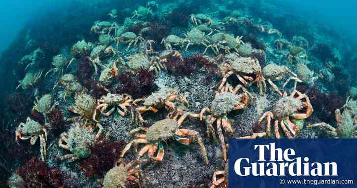 Spider crabs swarm in shallow waters on Cornish beach