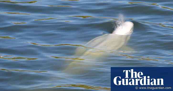 Beluga whale stranded in Seine to be given vitamins