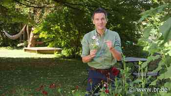 Zwischen Spessart und Karwendel | Regionalmagazin : Papierblumenkunst | Alpen-Sommertourismus | Kunst aus alten Klavieren - br.de