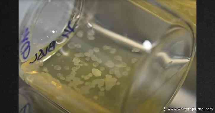 Scientists Create First Synthetic Embryo, Allow It to Develop a Functioning Brain and Organs
