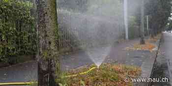 In Konstanz (D) sollen die Bürger Bäume auf Stadtgrund bewässern - Nau.ch