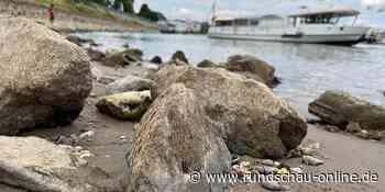 Wesseling: Beim Muscheln sammeln am Rheinufer - Kölnische Rundschau