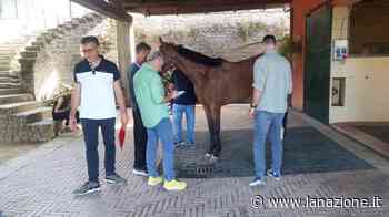 Siena, Tittia apre le previsite del Palio: "Viso d'Angelo può stare in un lotto in alto" - LA NAZIONE