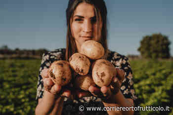 SIENA CATERINA6, LA NUOVA PATATA DI ROGRAN ALLA CONQUISTA DELL'ESTATE - Corriere Ortofrutticolo